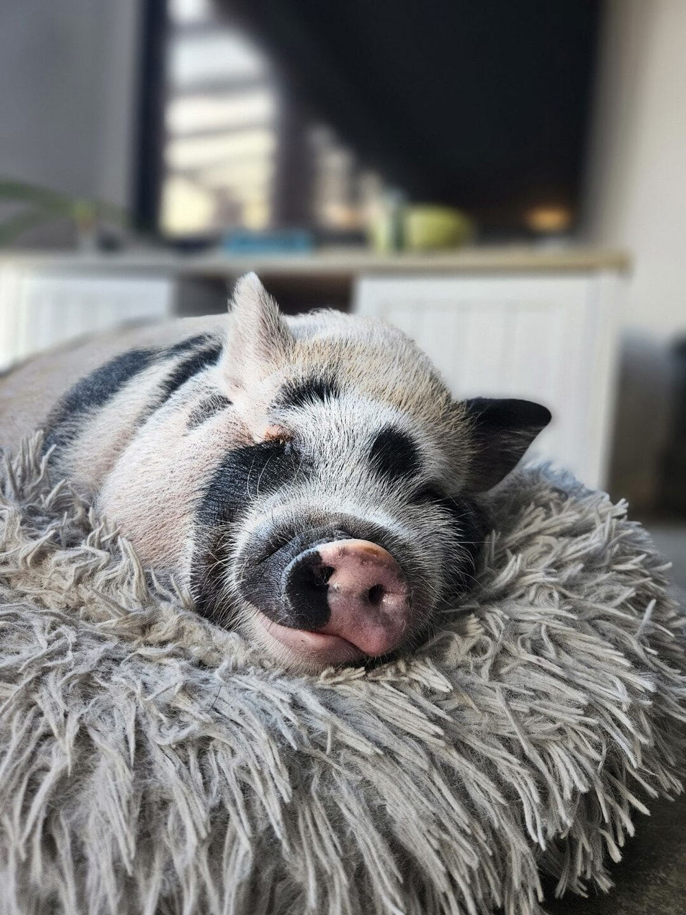 Mini malac pihen